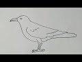 How to draw a crow crow drawing step by step kids topic