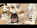 【まさか!】超大型犬がついに生後5ヶ月の妹にも本能を見せちゃいました|グレートピレニーズ