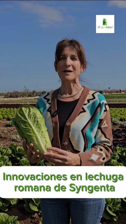 Innovaciones en lechuga romana de Syngenta