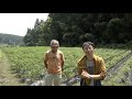 【旬の美味しさにこだわる旬すぐ（国産  100%）】栃木県大田原市小泉善弘さんの山間部の清流が流れる畑で育てられた国産ではまず見かける事がない希少唐辛子『プリッキーヌ』