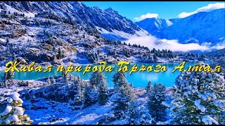 Живая природа Горного Алтая.(Горный Алтай - край нетронутой природы. Каждый сможет найти среди гор Алтая именно свою воплощенную мечту..., 2016-01-22T23:38:54.000Z)