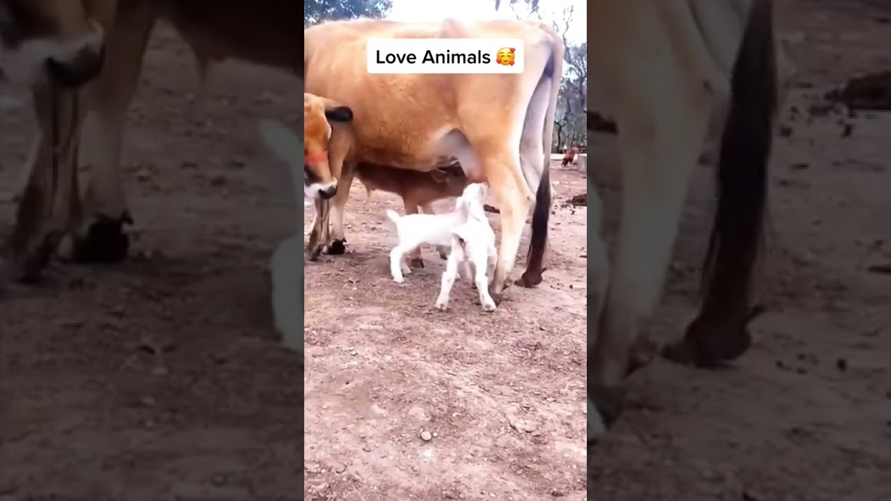 animal love #shorts #animals #love #views #shortsfeed #foryou #funny #viral #dog