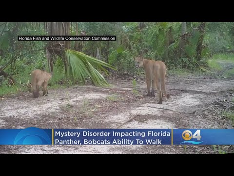 Mystery Disorder Impacting Florida Panthers, Bobcats Ability To Walk