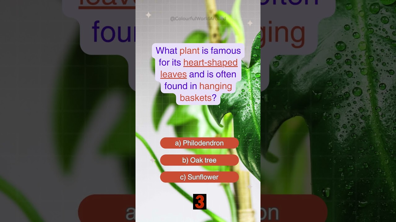 What plant is famous for its heart shaped leaves and is often found in hanging baskets?