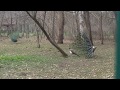 AMAZING VIDEO.Arboretum. Peacocks are ready for mating season. Дендрарий. У павлинов брачный период