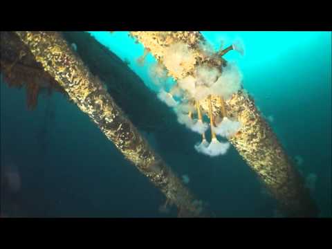 Diving The HAMBURG