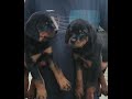 top class Rottweiler male available
