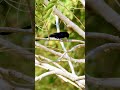Too cute and super quick! #blackdrongo #birdwatching #birdsofthailand #birdlife #wildlife
