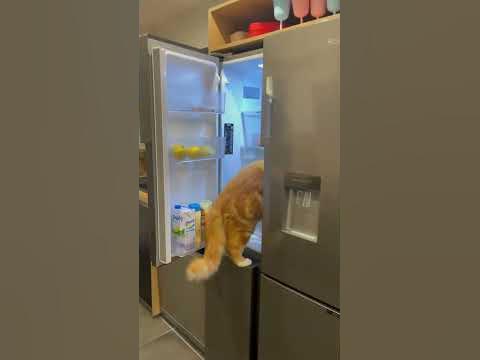 Вечно пустой холодильник 😂 - YouTube