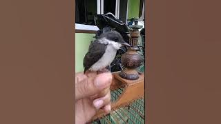 Anakan jingjing batu gacor buat memancing bunyi