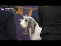 Petit Basset Griffon Vended | Breed Judging 2020 の動画、YouTube動画。