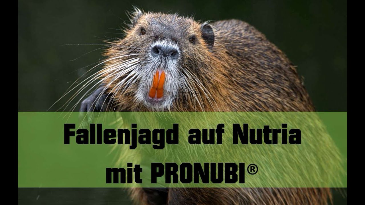 Fallenjagd auf Nutria mit Pronubi
