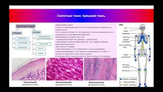 11:30-13:00  Общая гистология  Скелетные ткани  Хрящевая и костная ткани