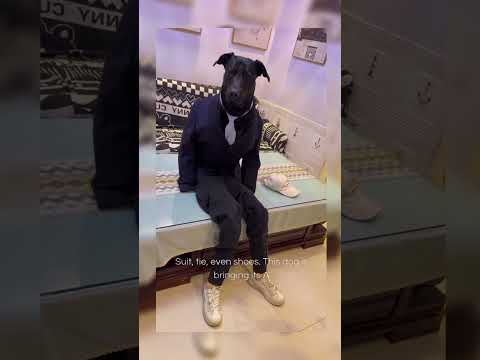 "Dressed to Impress! This Dog is Ready for Its First Date!" #funny #pets #youtubeshorts #shorts