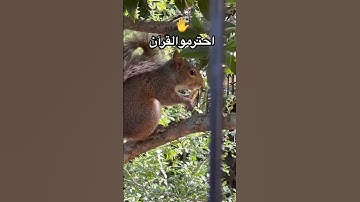 #viral #اكسبلور #راحة_نفسية #quran #music #اسلام_صبحي #لايك #islamsobhi #ترند #تلاوة_هادئة #قرآن