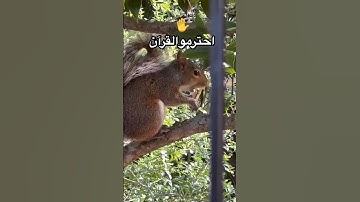 #viral #اكسبلور #راحة_نفسية #quran #music #اسلام_صبحي #لايك #islamsobhi #ترند #تلاوة_هادئة #قرآن