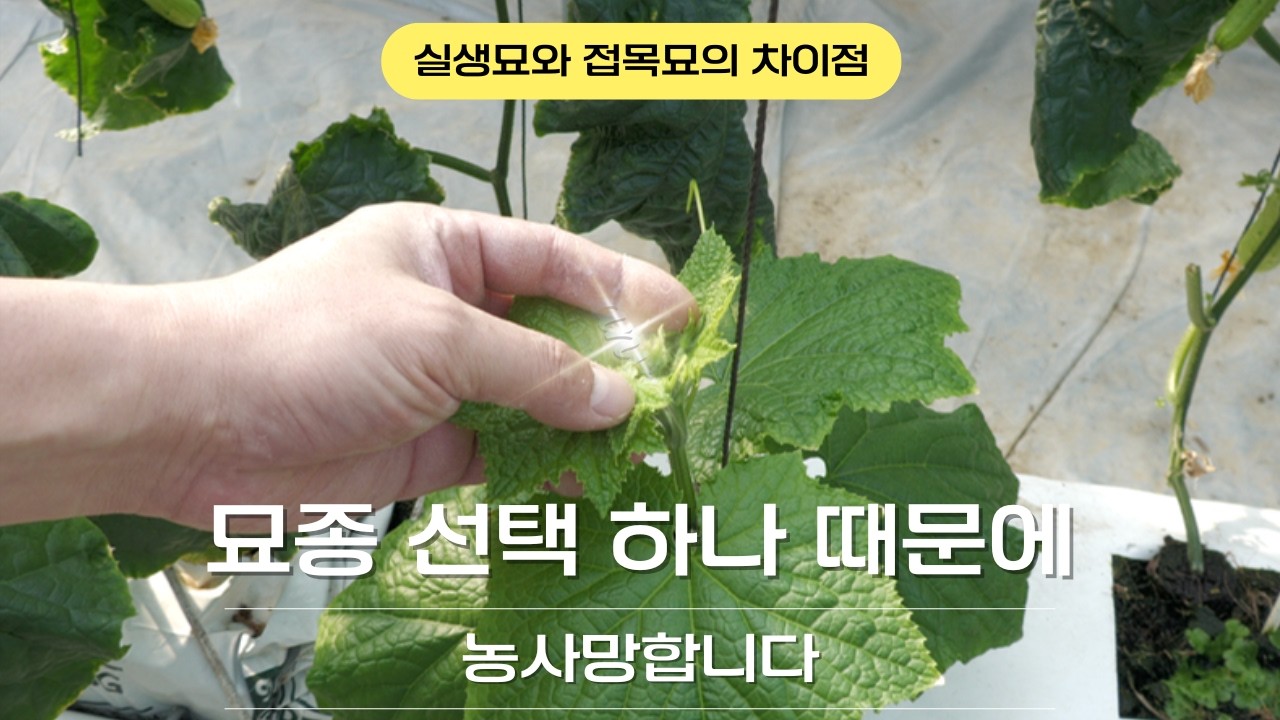 모종의 선택 실생묘와 접목묘의 차이점 이것만 알아서 농사 반은 성공입니다