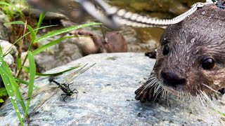 Otters Play Hard From Morning to Evening [Otter Life Day 888] by Aty 144,330 views 4 months ago 40 minutes
