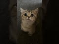 Kitty Kitty #cat