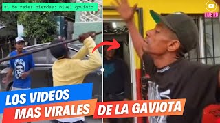Los Videos Más Chitosos De La Gaviotaparte 2