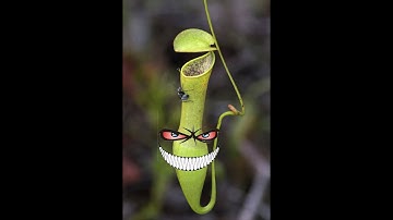 Bug Fables: The Everlasting Sapling: BEATING THE DEVOURER 1 TURN EXTRA STINKY STINKY CHEESE!