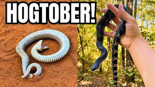HOGTOBER in Tennessee and Georgia! Herping 2025|