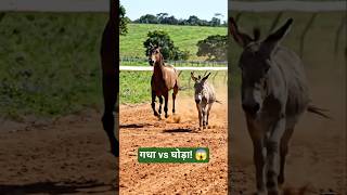 गधा vs घोड़ा 🐴😱 #retech9098 #ytshorts #donkey #horse #animal  #race #viral #trending #shorts #sort