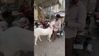 Boys first love | #deonarmandi #goat #qurbanvlogs #deonarbakramandiupdate #deonarbakramandi #shorts