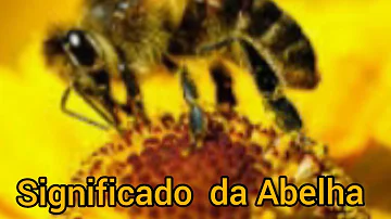 Quem sonha com abelha O que significa?