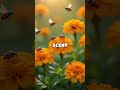 Transform Your Garden: How Marigolds Can Naturally Repel Pests and Boost Plant Health!