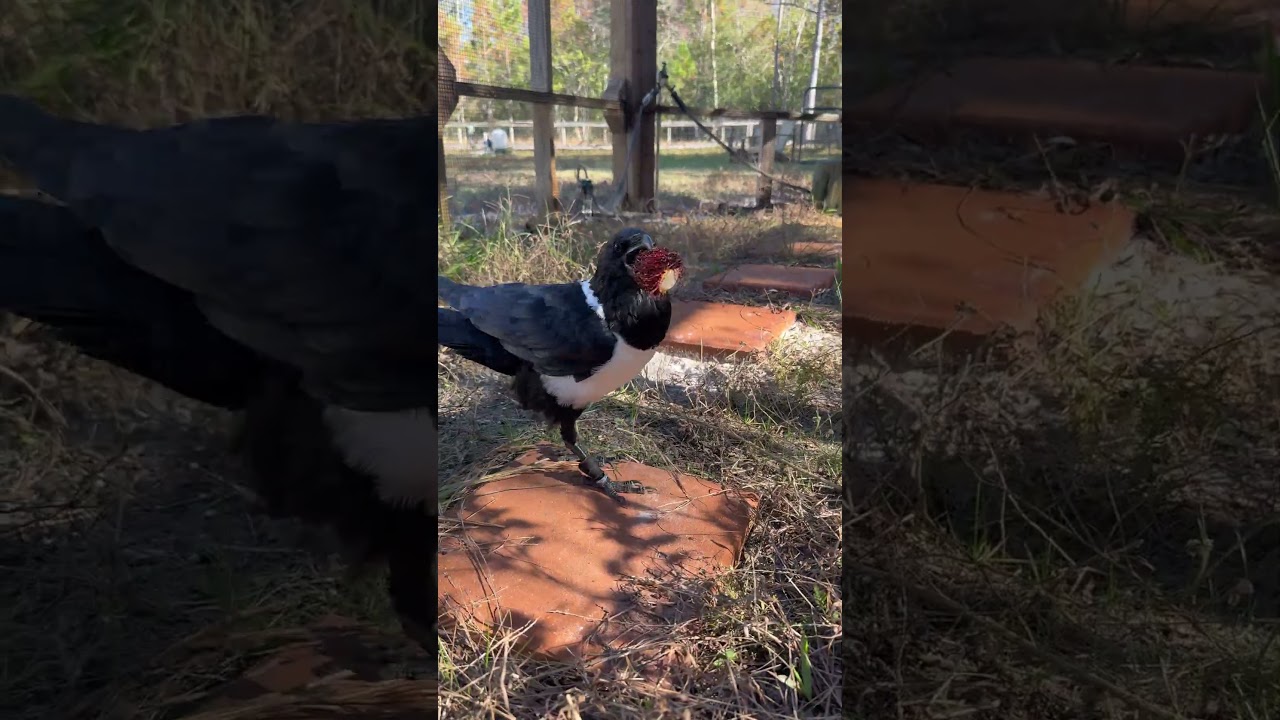 Giving Our Crow A New Snack