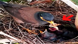 Common myna Birds find plenty of food to feed their babies#birds