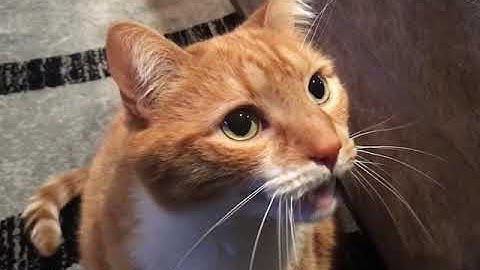 Shortest Video on Youtube (Parts 1-50)