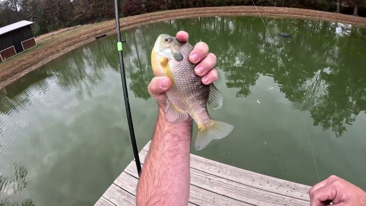 Easy cheap way to catch a bunch of bream!