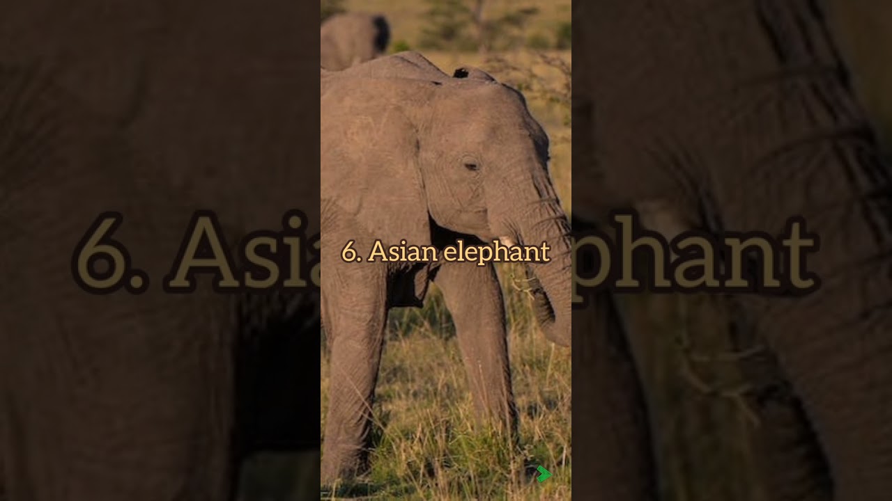 Top 10 Endangered animals in the world | Animals|