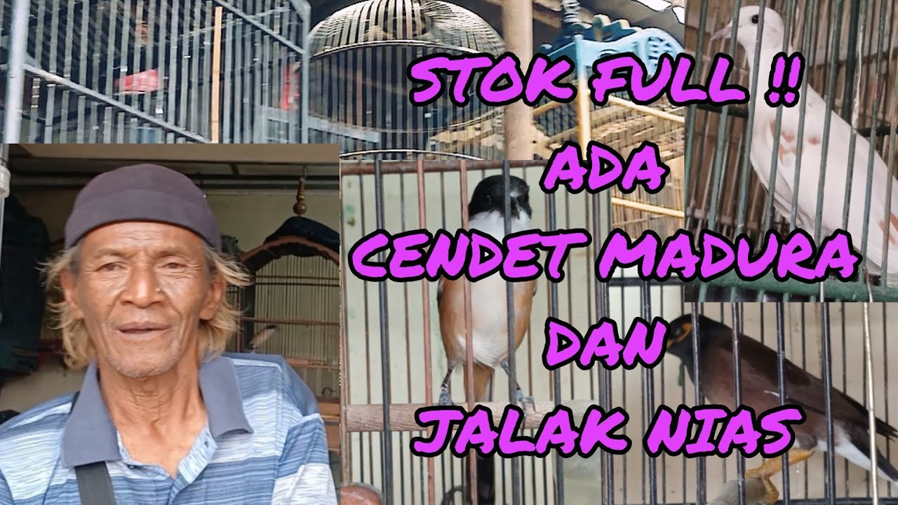STOK FULL !! Ada cendet madura,jalak nias,jalak bulan dll harga masih gopis