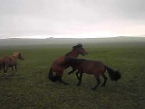 Видео: Нохойд олон тооны уйланхай үүсгэдэг бөөрний өвчин