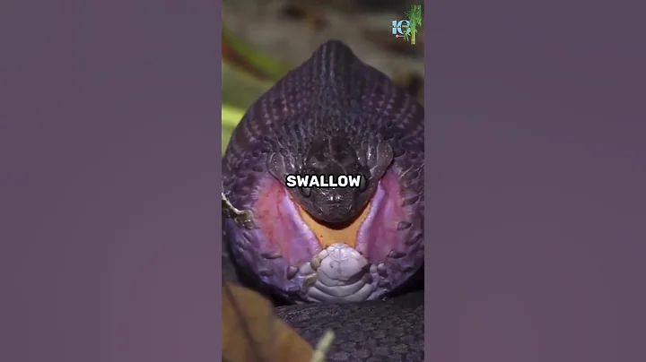 The Egg-eating Snake.#shorts