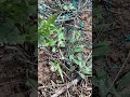 Incompatibilitatea pesticidelor