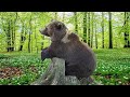 Мансуркины дела🐻😏/Bear Mansur