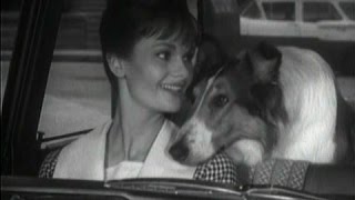 Lassie - Episode #370 - "Lassie & the Girl in the Canyon" -  Season 11, Ep. 18 - 1/10/1965