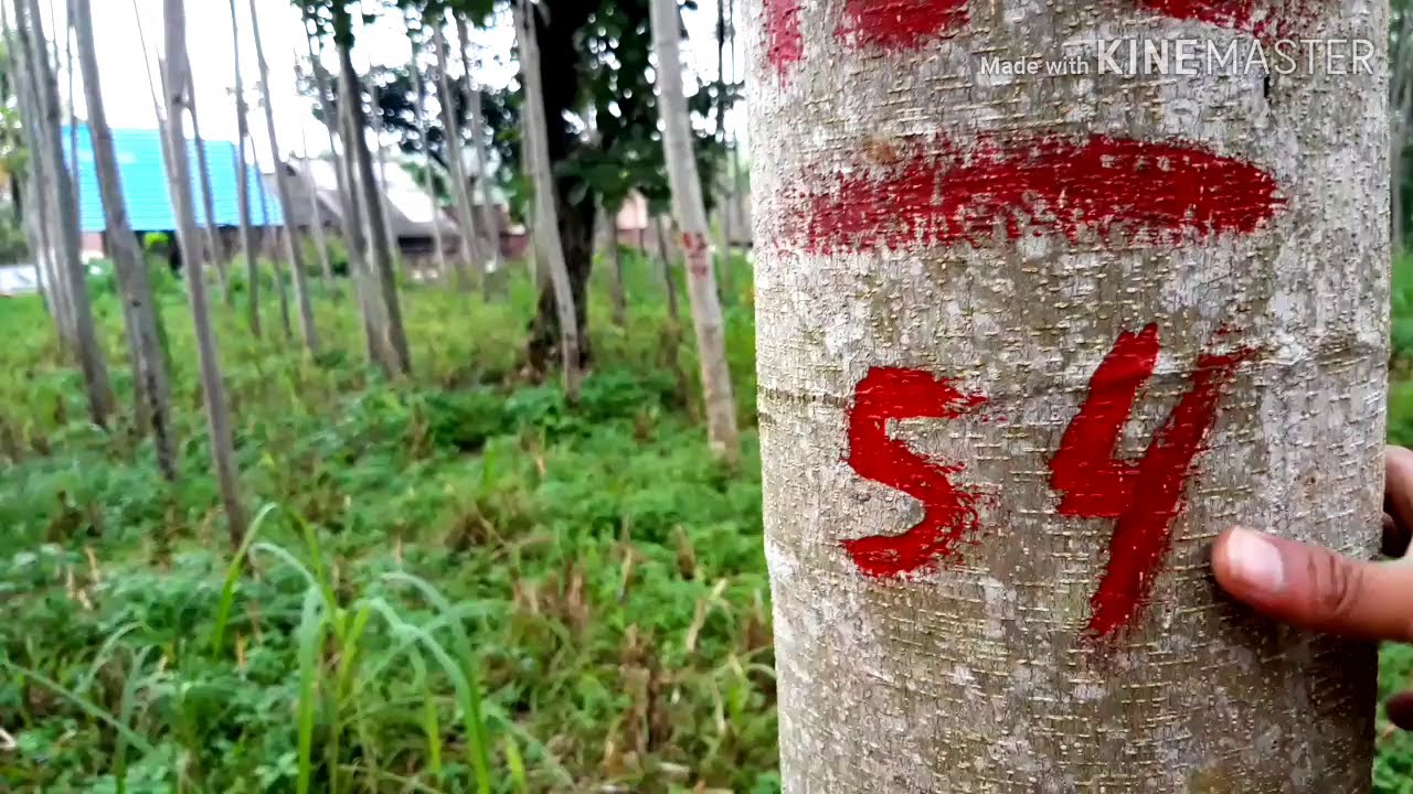 Kayu sengon tumpangsari