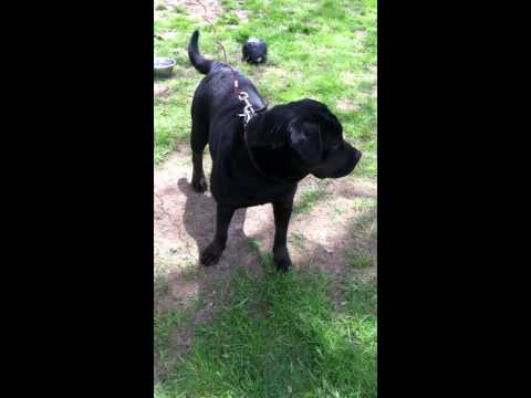 rottweiler corso mix rottweiler mix puppies energizer bunnies funnydog tv rottweiler corso mix rottweiler mix puppies energizer bunnies funnydog tv