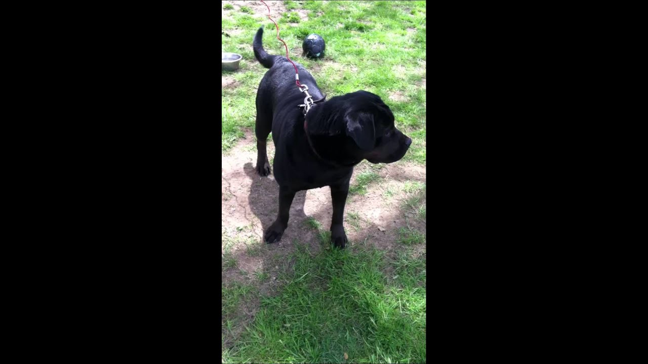 Rottweilercane Corso Mix Youtube