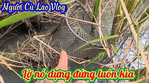 Thăm lờ khúc cuối trúng mánh bầy cá lóc đồng bắt sướng tay @nguoiculaovlog 