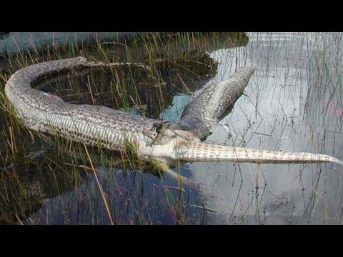 SNAKE BURSTS AFTER EATING ALLIGATOR