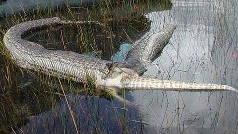 SNAKE BURSTS AFTER EATING ALLIGATOR