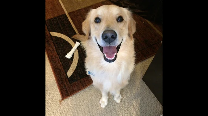 AGaG 2015 Adopted Dogs