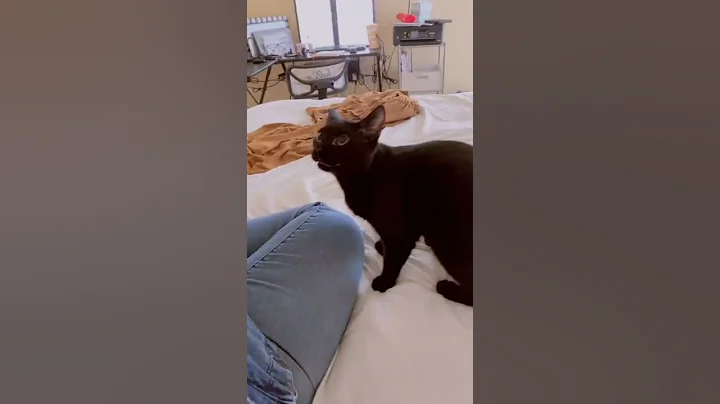 Why does my cat bite me? 😬😬#shorts