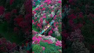 🌿 Relaxing Nature Views in 4K | Peaceful Forest & Waterfall Scenery 🌊 #Nature #4K #Relaxing